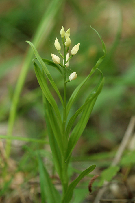 Fiori bianchi da determinare